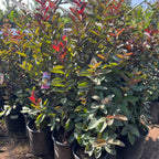 Malaysian Red Guava