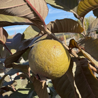Malaysian Red Guava