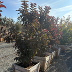 Malaysian Red Guava