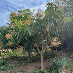 Mature Manila Mango tree with green leaves and small fruits in a natural setting.