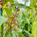 Manila Mango tree with green leaves and small fruit clusters.