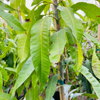 Close-up of green leaves on a Manila Mango