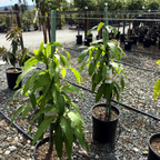 Potted Manila Mango plants in a nursery setting with gravel ground and other plants in the background.