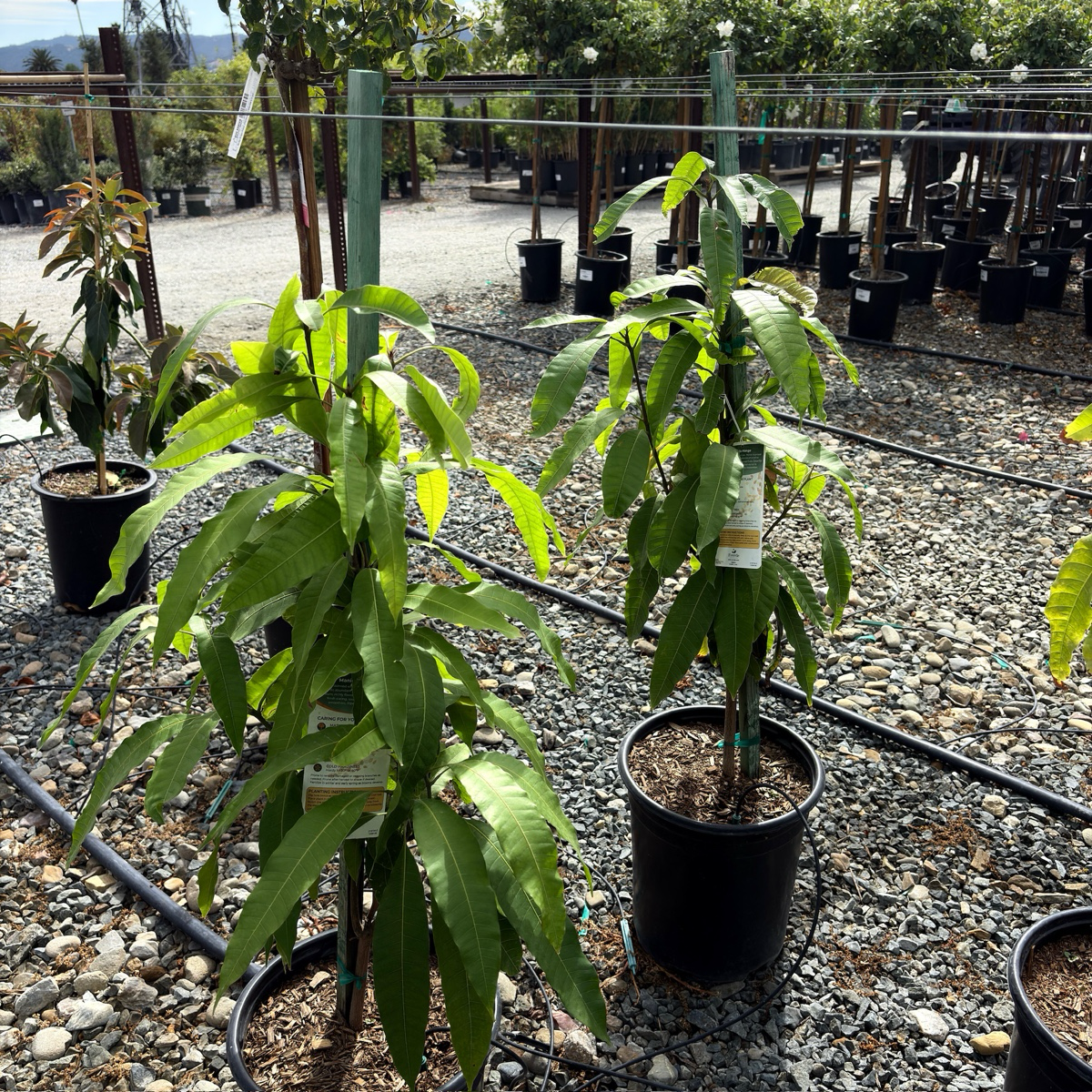Potted Manila Mango plants in a nursery setting with gravel ground and other plants in the background.