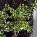 Marble Queen Mirror Plant