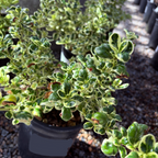 Marble Queen Mirror Plant