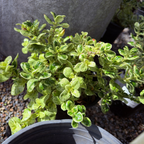Marble Queen Mirror Plant
