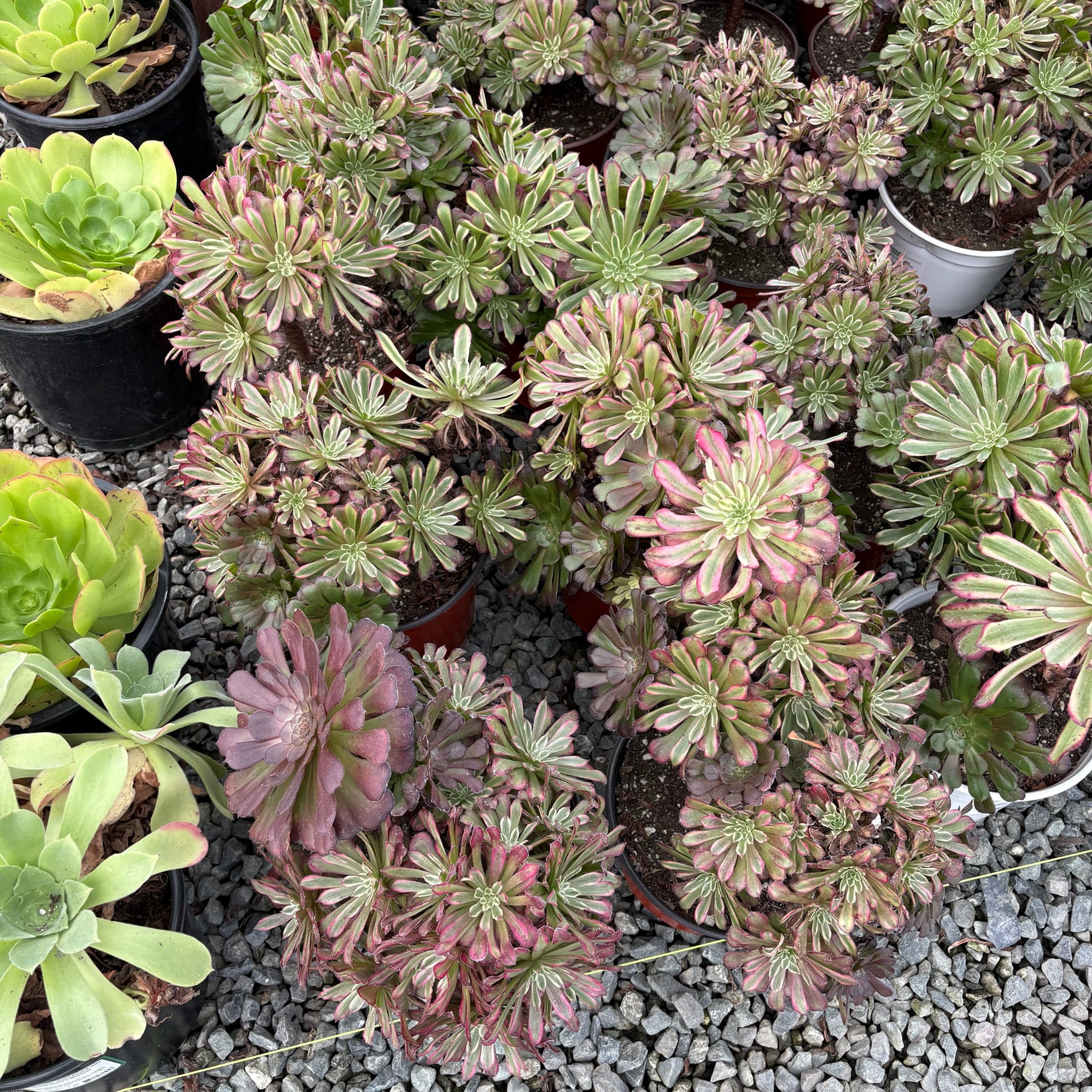 Collection of potted Mardi Gras Aeonium with green and pink hues on a gravel surface.
