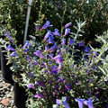 Margarita BOP Foothill Penstemon