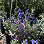 Margarita BOP Foothill Penstemon
