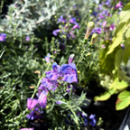 Margarita BOP Foothill Penstemon