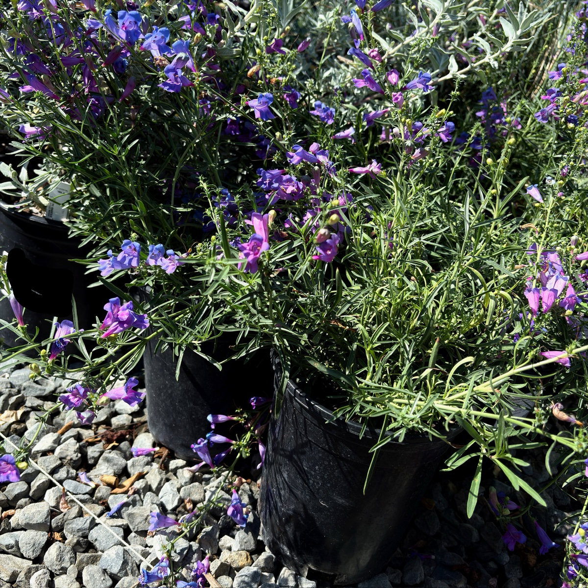Margarita BOP Foothill Penstemon