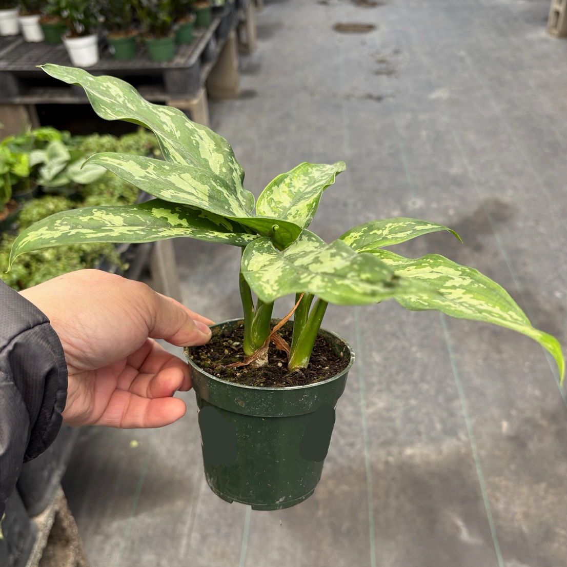 Maria Chinese Evergreen