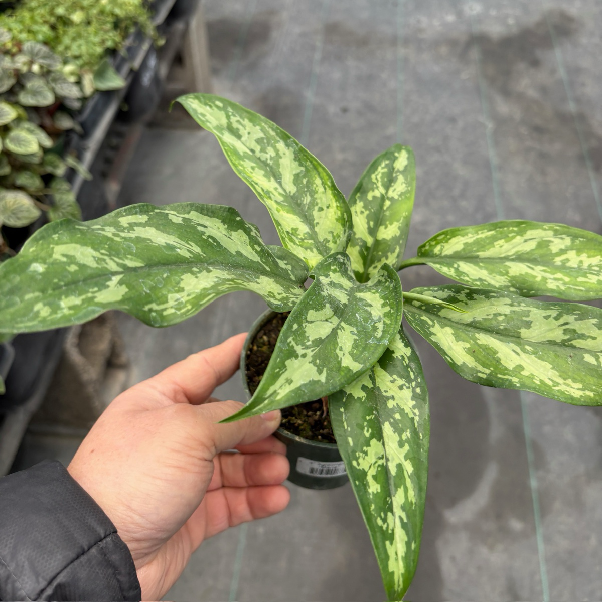 Maria Chinese Evergreen