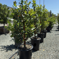 Marina Strawberry Tree