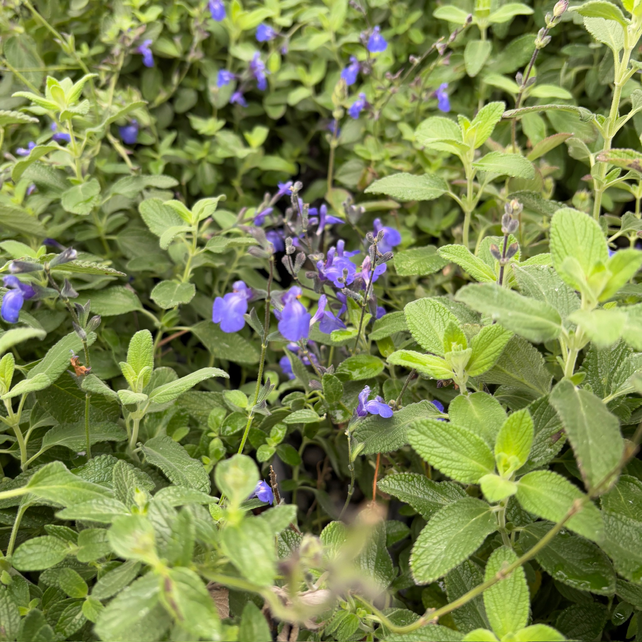 Marine_Blue_Germander_Sage