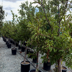 Mariposa Japanese Plum