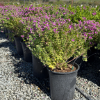 Mariposa Sweet Pea Shrub