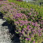 Mariposa Sweet Pea Shrub