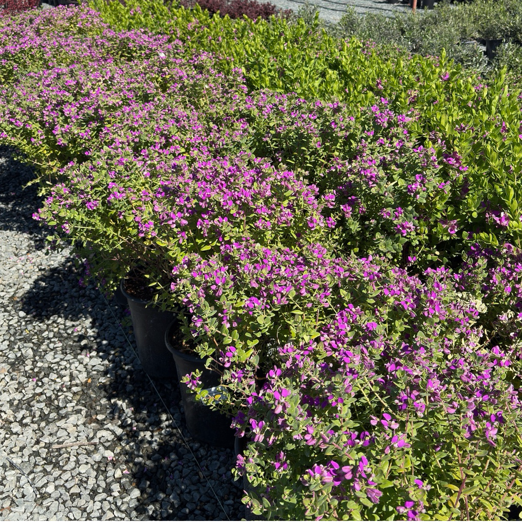 Mariposa Sweet Pea Shrub