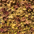 Marmalade Coral Bells