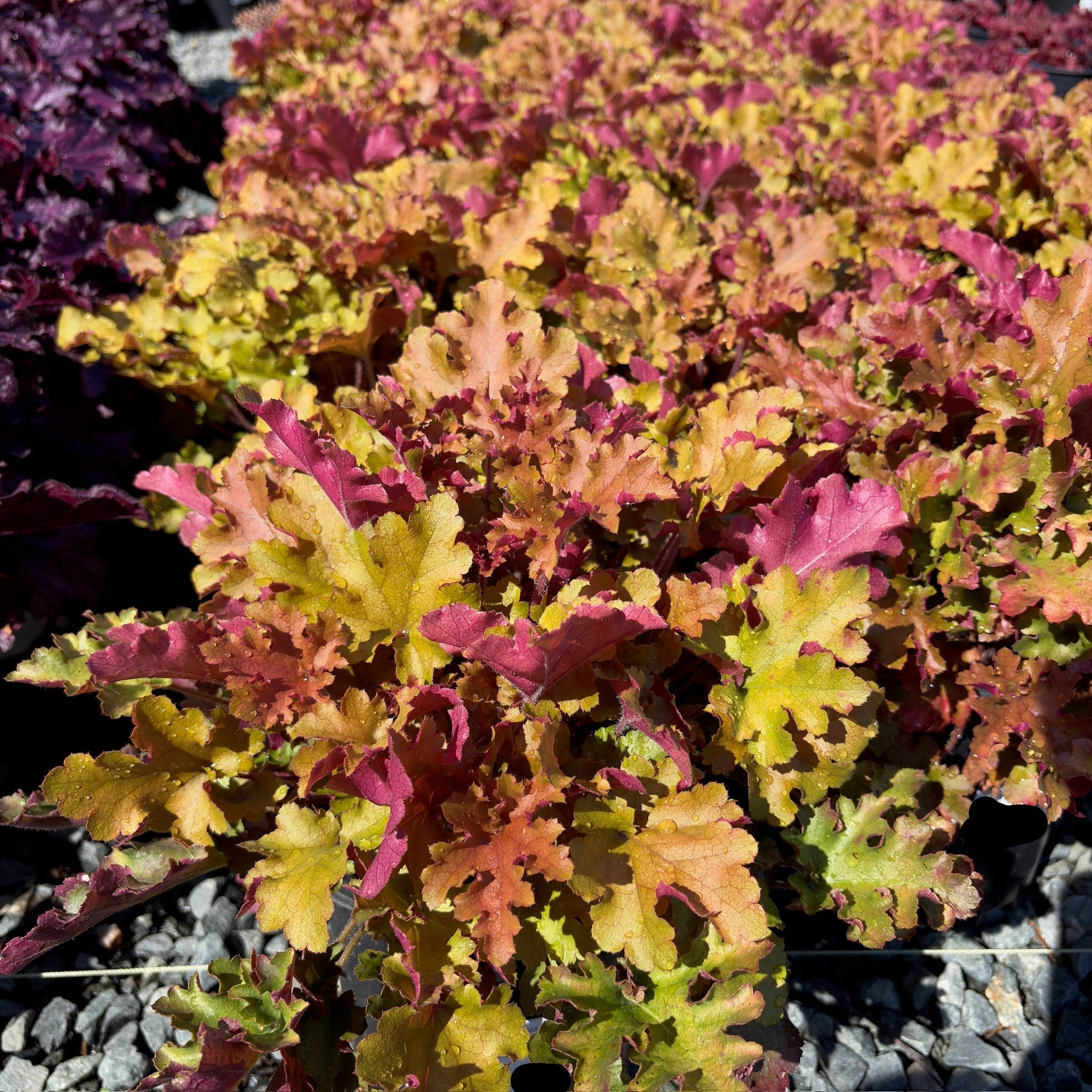 Marmalade Coral Bells