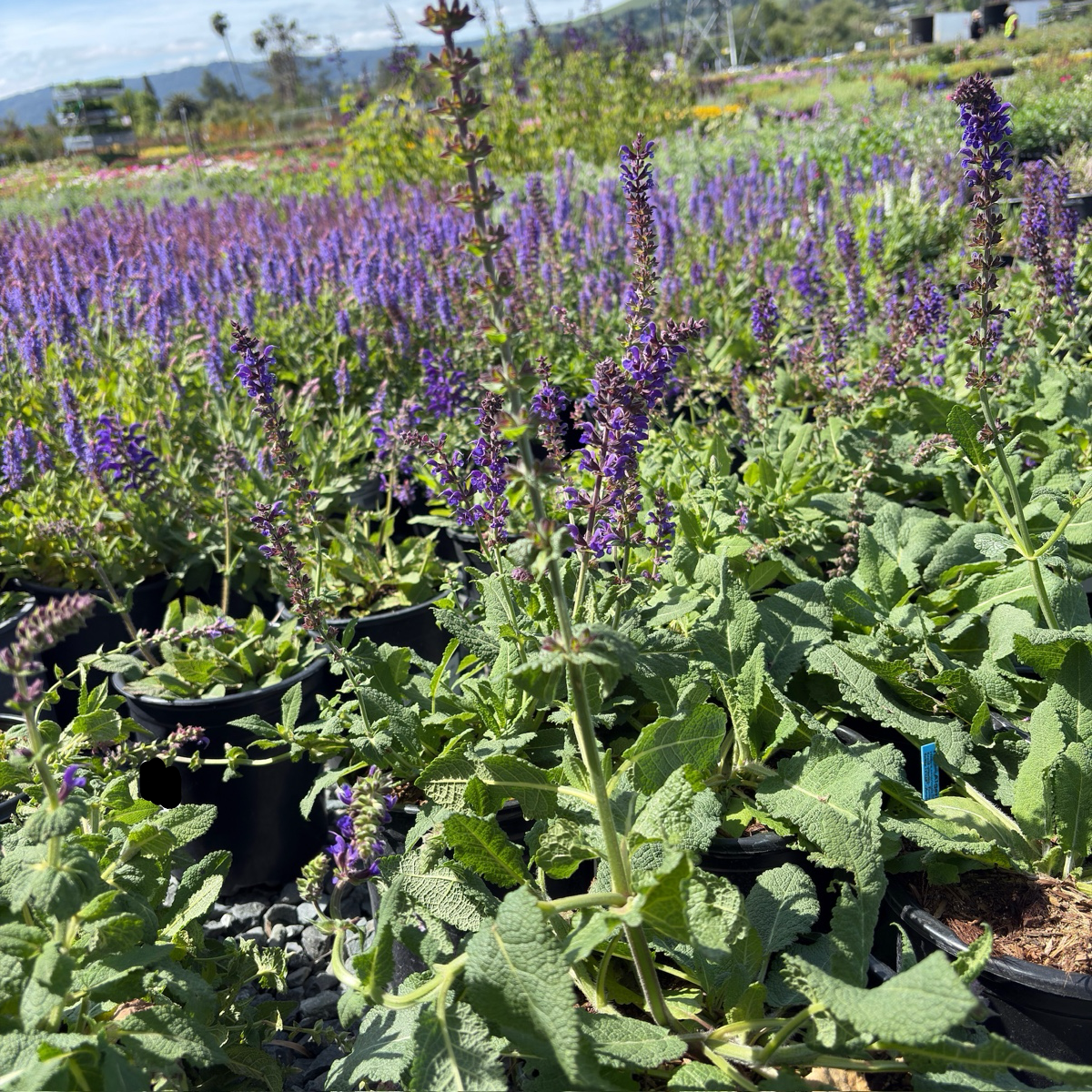 May Night Wood Sage