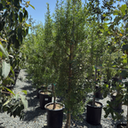 Row of potted Green Showers Mayten trees in a nursery setting with a clear sky.