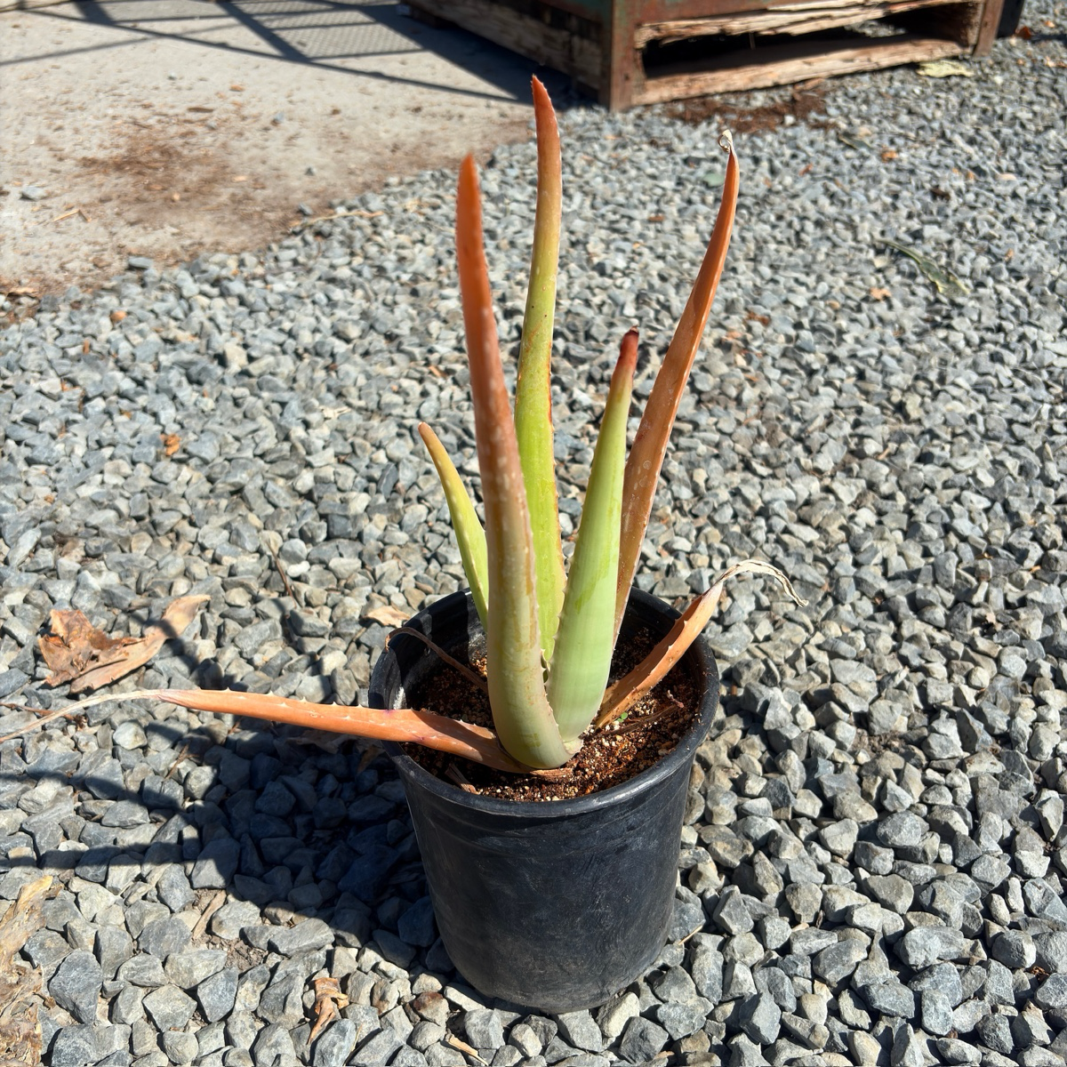 Medicinal Aloe
