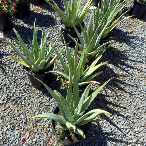 Medicinal Aloe