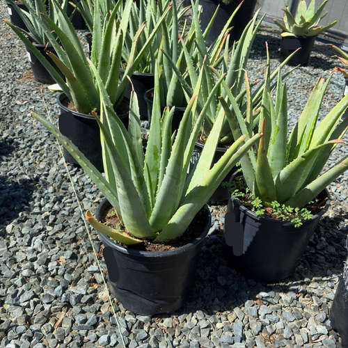 Medicinal Aloe