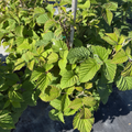 Meeker Red Raspberry