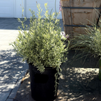 Meerlo Lavender