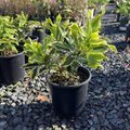 Meijima Variegated Winter Daphne