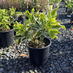Meijima Variegated Winter Daphne