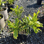 Meijima Variegated Winter Daphne