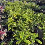 Meijima Variegated Winter Daphne