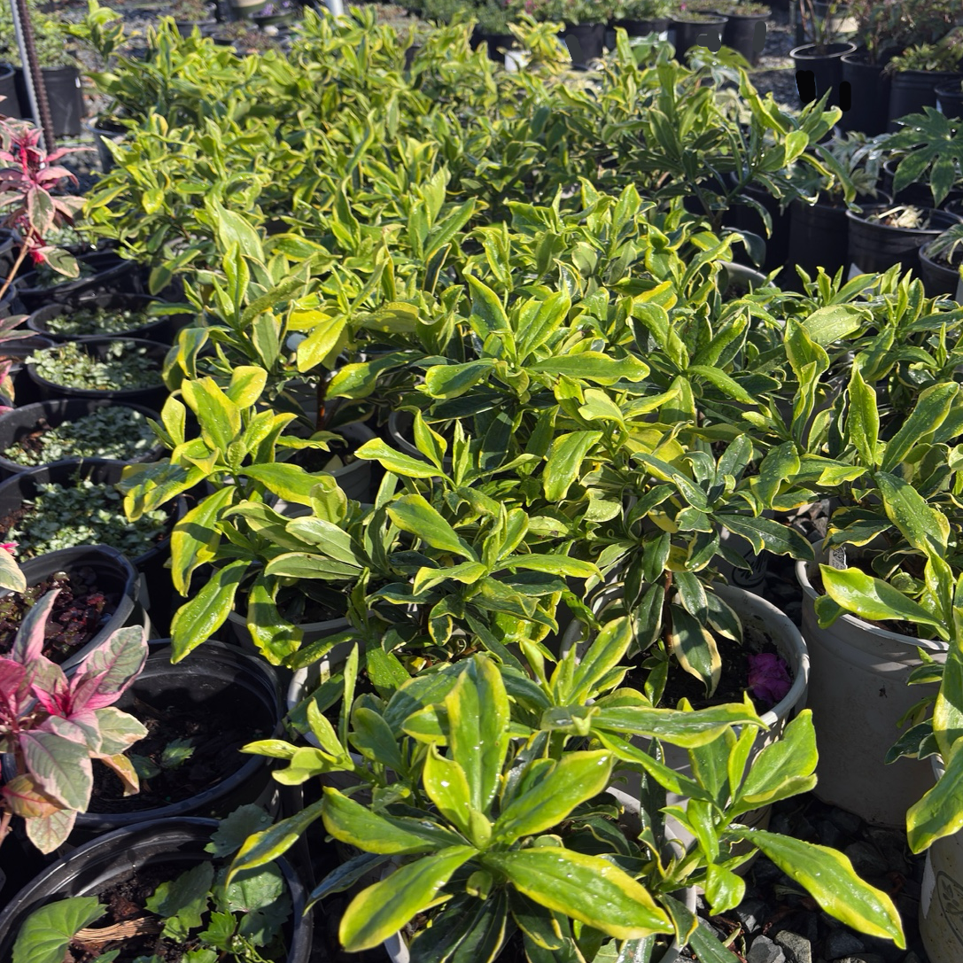 Meijima Variegated Winter Daphne