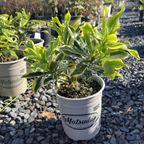 Meijima Variegated Winter Daphne