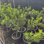 Meiwa Kumquat Tree