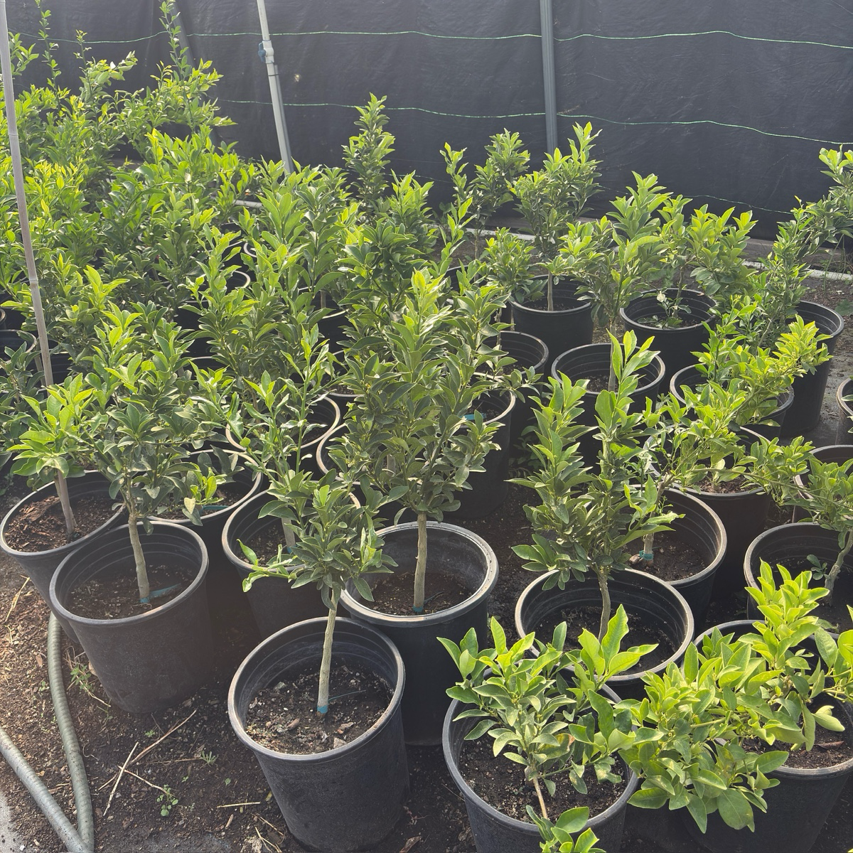 Meiwa Kumquat Tree