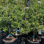 Meiwa Sweet Kumquat