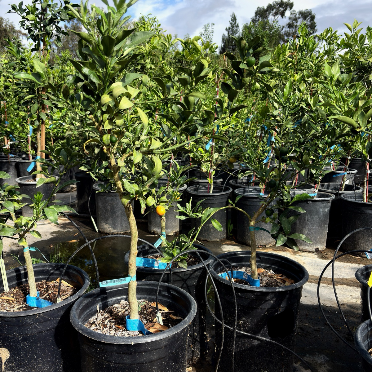 Meiwa Sweet Kumquat