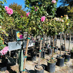 Memorial Day™ Hybrid Tea Rose