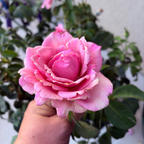Memorial Day™ Hybrid Tea Rose