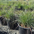 Mendocino Reed Grass