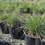 Mendocino Reed Grass