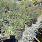 Mendocino Reed Grass