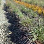 Mendocino Reed Grass