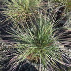 Mendocino Reed Grass
